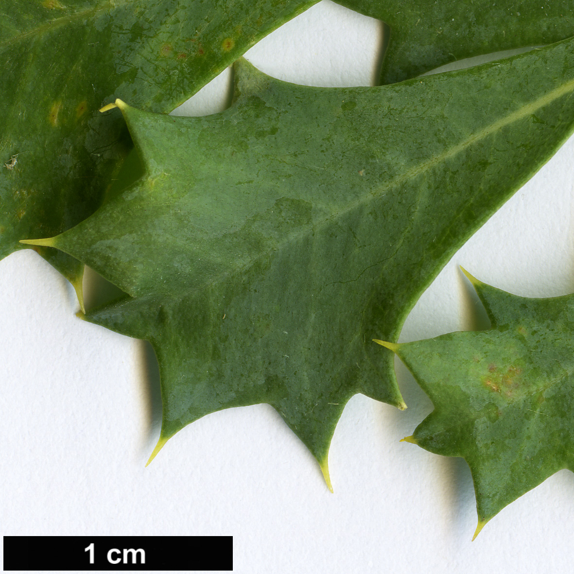 High resolution image: Family: Proteaceae - Genus: Dryandra - Taxon: sessilis - SpeciesSub: var. flabellifolia
